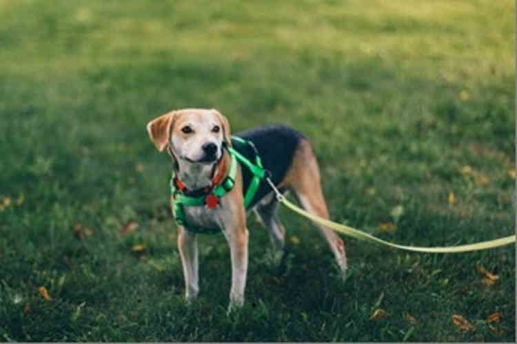 Leash training a puppy to walk Puppy on leash