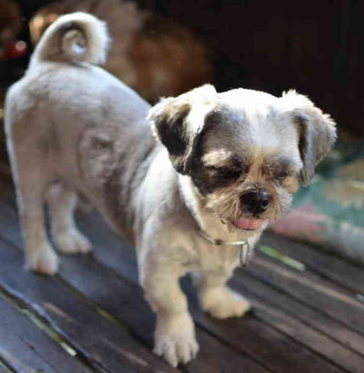 dog years shih tzu