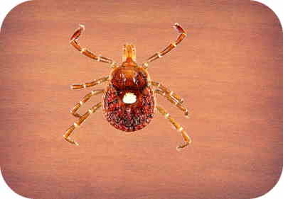 tick with white dot tick with white dot
