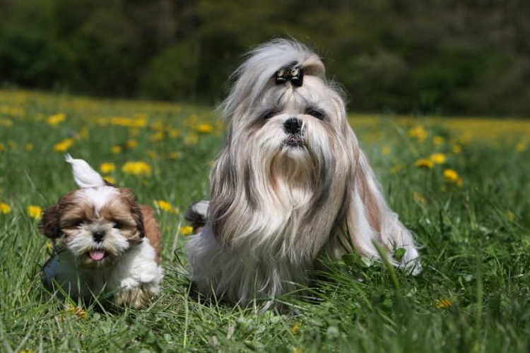 Winnie the Tzu  A lot of people prefer to shave their Shih Tzus