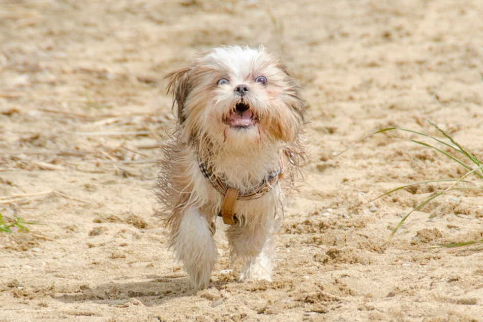 Microchipping and GPS tracker are both helpful in finding a lost dog Shih Tzu wandering on beach
