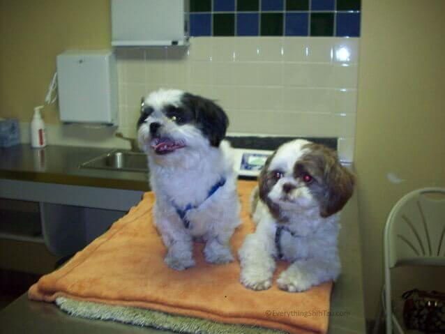 Shih Tzu waiting for the vet
