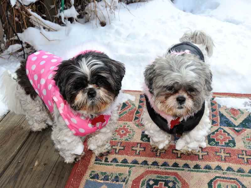 Two Shih Tzu dogs