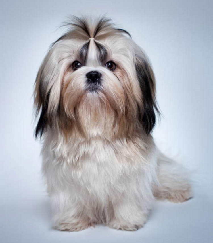 How to cut a shih tzu's hair