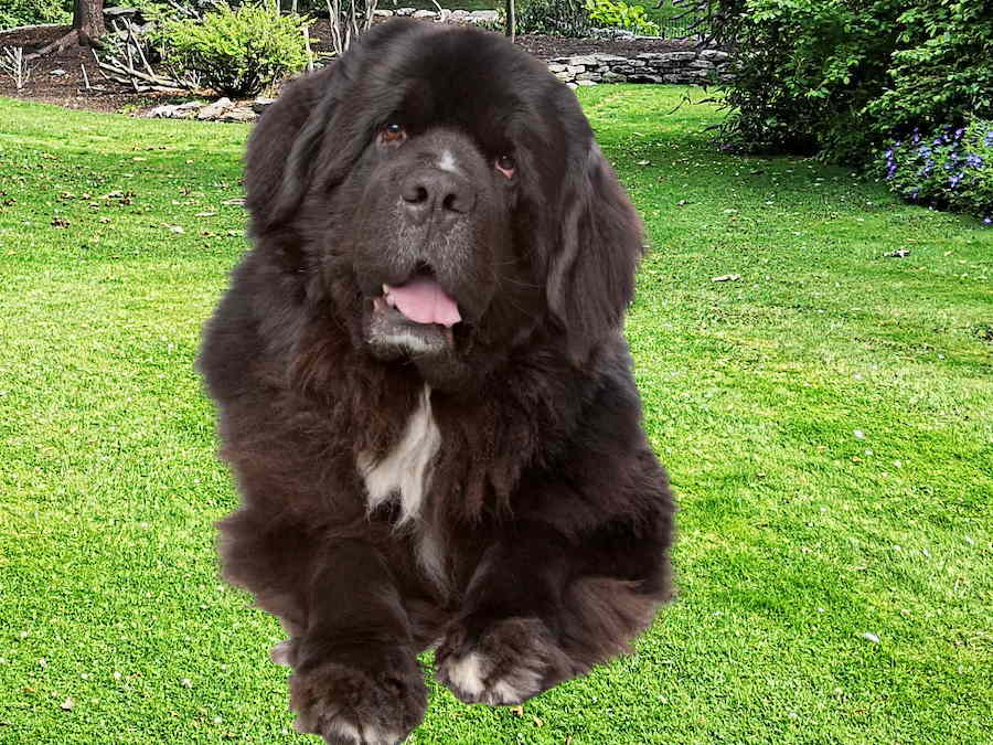 The large Newfoundland dogs are some of the quietest breeds Black Newfoundland dog laying on grass