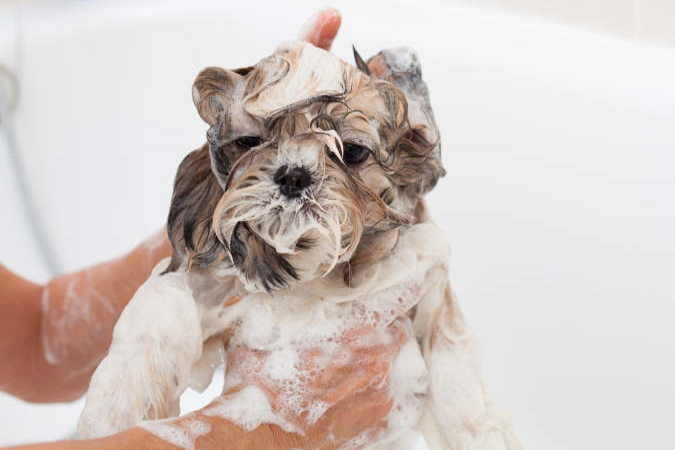 can i bathe my shih tzu once a week