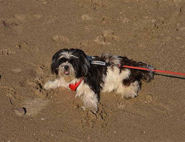 Black and white Shih Tzu dog laying in dirt