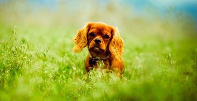 why do dogs eat grass when sick