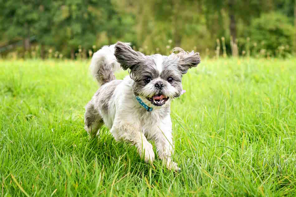 When a dog wants to play, they have clear body language easily seen Playful black and white dog