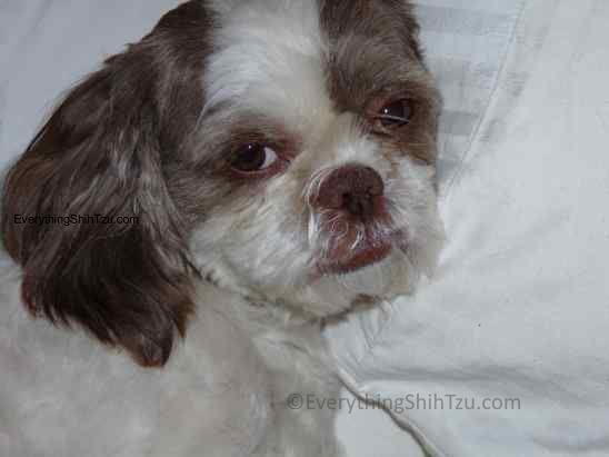 Some foods could be poisonous to dogs even in moderation. Learn which people foods can be toxic to your dog and should be avoided at all costs