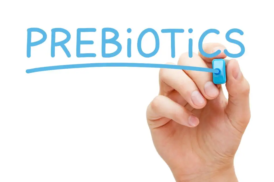 The word prebiotics written on clear board in blue