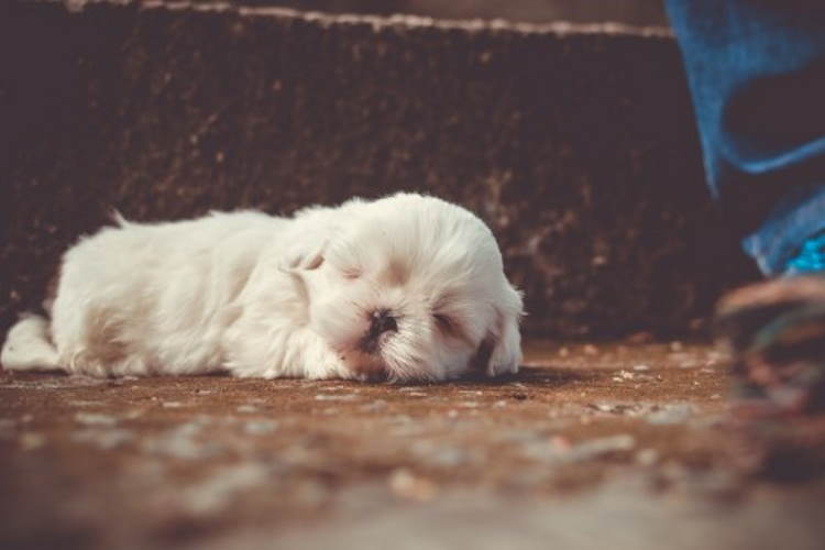 Shih tzu sales hip dysplasia treatment