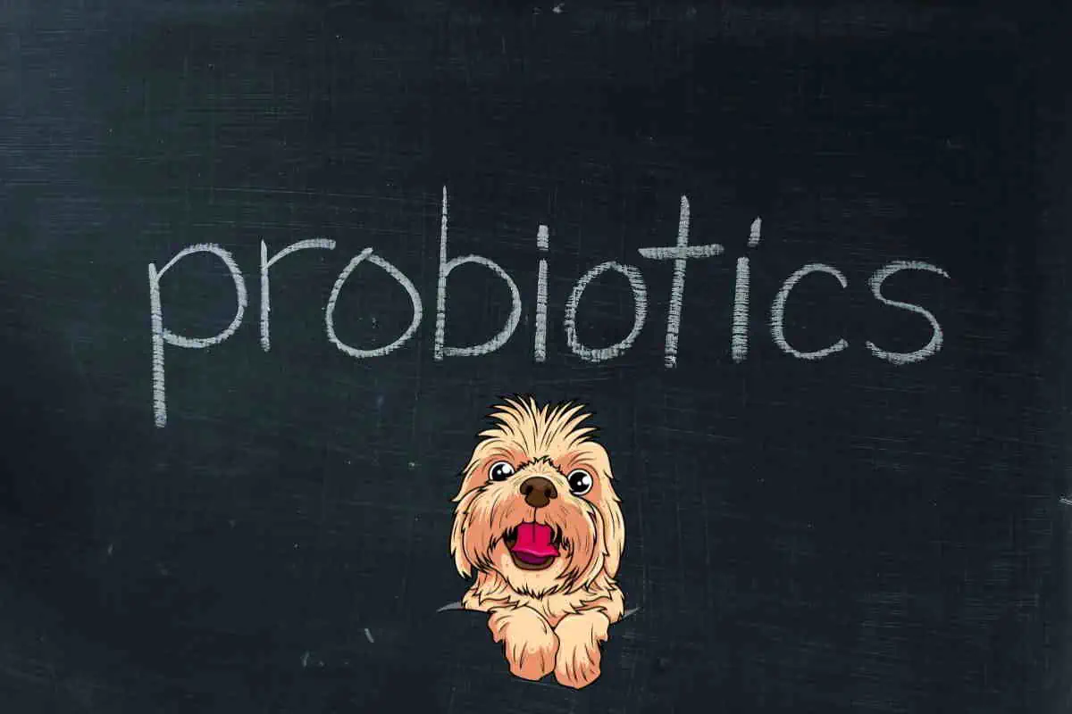 Probiotics written on black chalkboard with dog graphic
