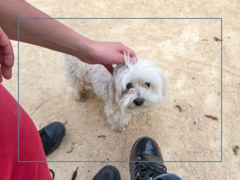 There are pros and cons to microchipping a dog. The biggest benefit is that it can help you identify your pet if it gets lost or stolen. Learn more about it!