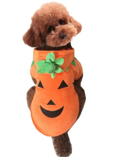 Dog wearing a pumpkin dog costume