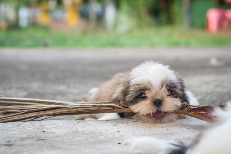 what to expect when you bring your puppy home