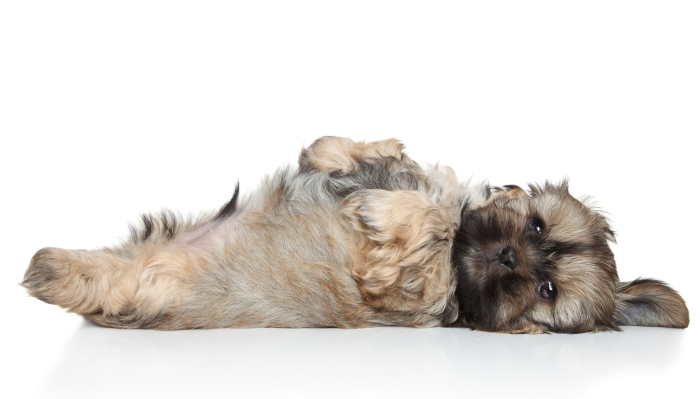 Puppies need their own sleeping area, a nice dog bed should be used while they are being trained Tan dog lying on its back on a white background