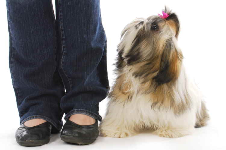 Shih Tzu puppy training tips Shih Tzu puppy looking up at its human