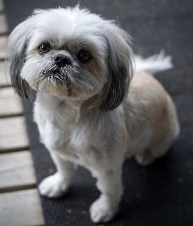 Shih Tzu Shedding  Coat Renewal for Puppy and Adult Dogs