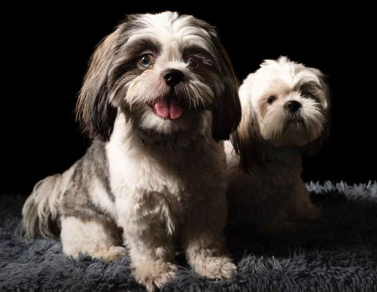 Your lifestyle should determine if adopting a puppy or an older dog would be the best fit for you Two Shih Tzu dogs, one black and white the other tan and white