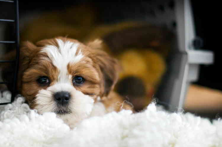 When adopting a puppy or an older dog your lifestyle plays an important role.  Choose wisely. Tan and White Shih Tzu Mix puppy laying in crate