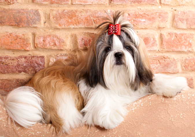 A dog may acclimate to his new environment rather quickly, it could take much longer Tan and white long-haired Shih Tzu laying up against a brick wall