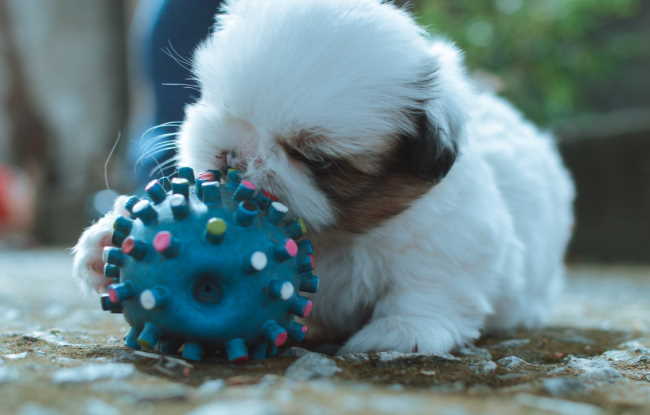 As much as you may want a cute little ball of wiggly fur, there are certain situations that just don’t mesh well with a puppy Small Shih Tzu puppy playing with a blue ball