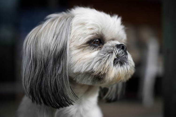 Grooming Your Shih Tzu At Home  Shih Tzu Haircut