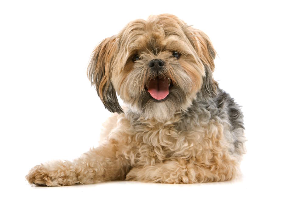 A relaxed dog will often display friendly body language Relaxed tan Shih Tzu dog