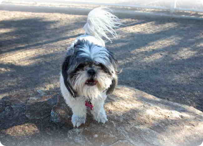 My shih hotsell tzu is limping