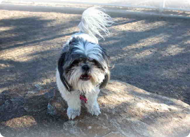 rocky mountain shih tzu