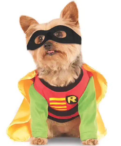 Dog wearing a Robin dog Halloween costume