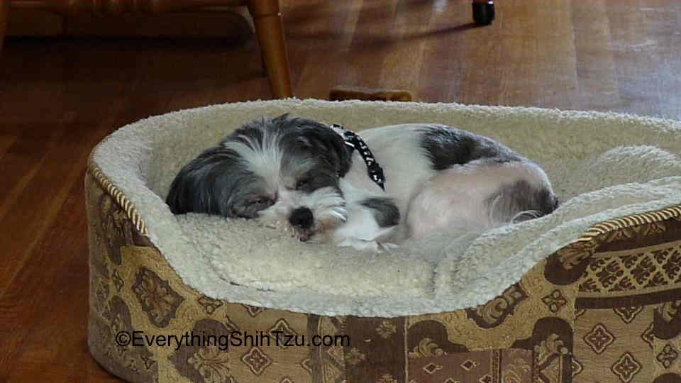 What is a Havashu? A mix between Shih Tzu and Havanese small dog breeds Shih Tzu Havanese small mixed breed dog sleeping in his comfy bed ©www.EverythingShihTzu.com