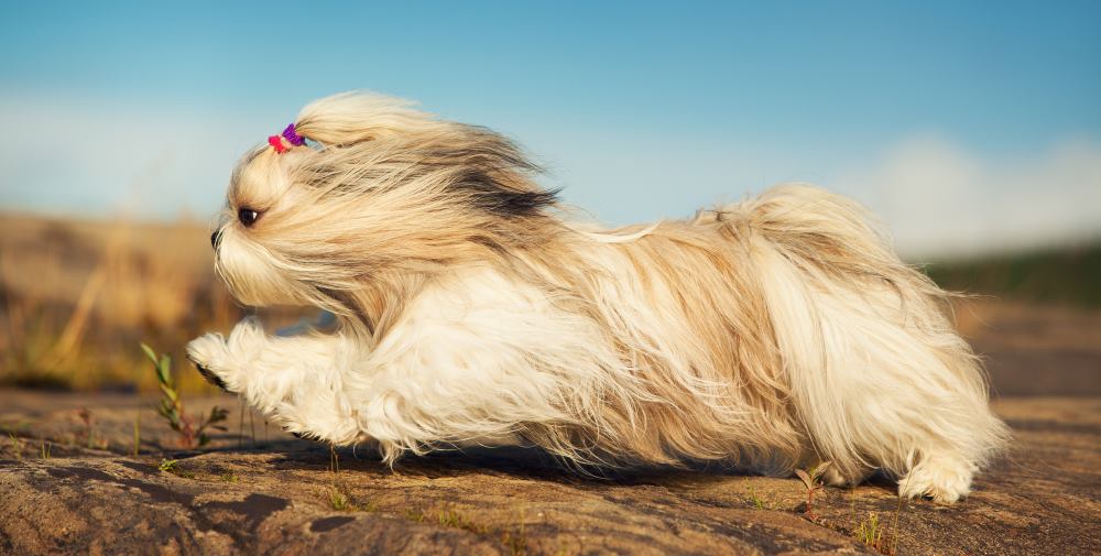 Can You Jog With A Shih Tzu Dog?