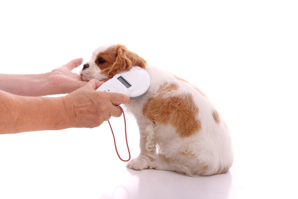 scanning a dog for a microchip