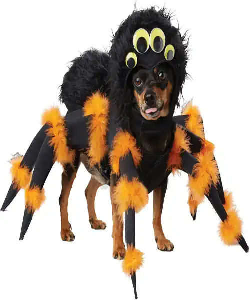 Dog wearing a spider dog costume