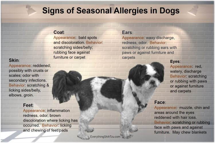 what can i do for my dogs seasonal allergies