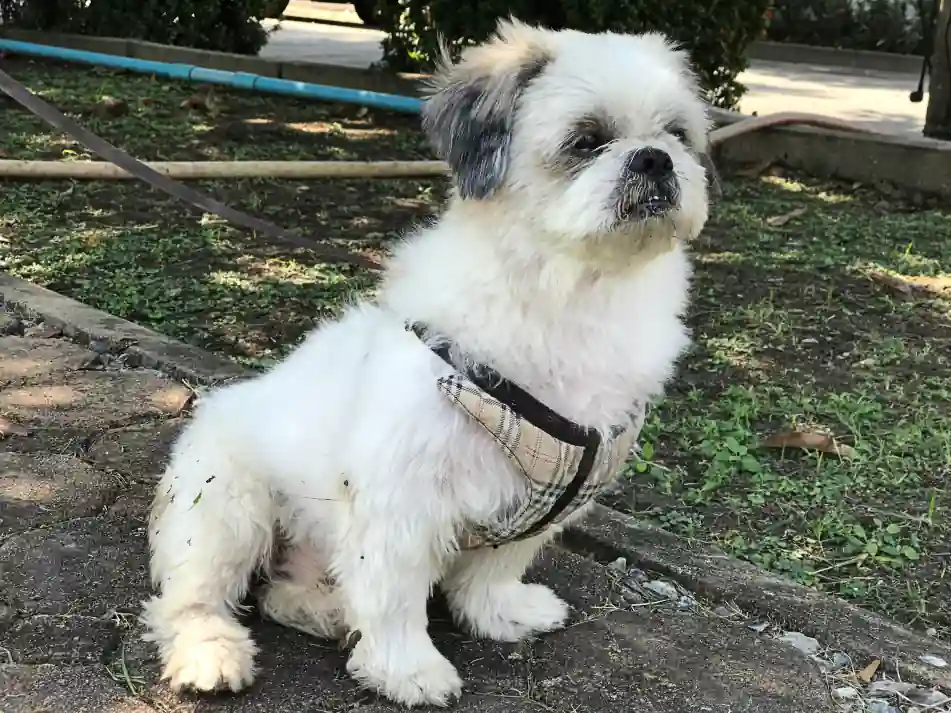 White senior Shih Tzu dog