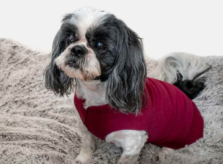 Senior shih tzu best sale rescue