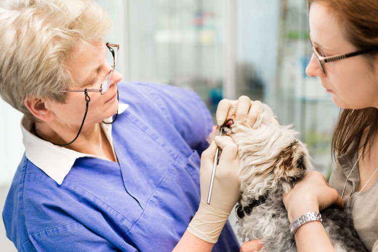 Senior Shih Tzu dental cleaning