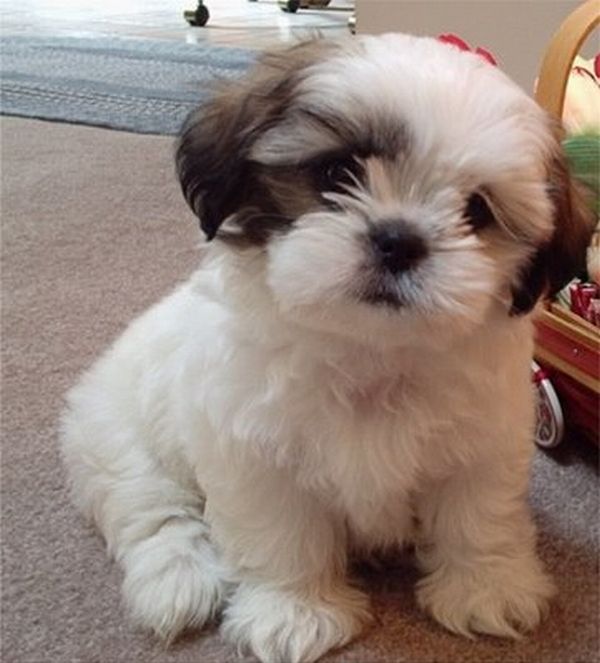 shih tzu and kids