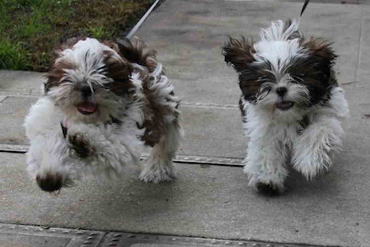 Training a Shih Tzu dog Two Shih Tzu puppies having fun