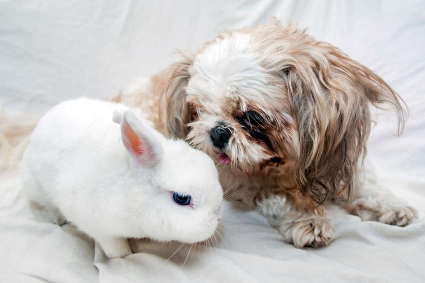 do dogs and rabbits get along