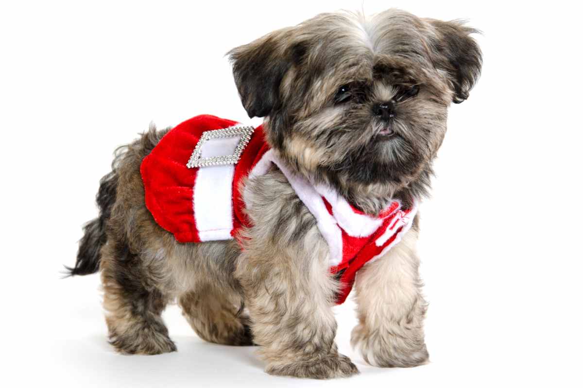 Brindle Shih Tzu Dog A Perfect Blend of Grace and Charm