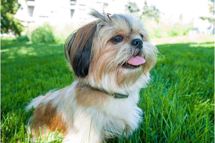 what are the best leashes for shih tzu puppies