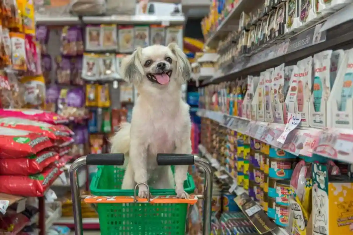 The best dog food is usually made with healthy ingredients. Therefore, knowing how to decipher product labels is essential. Shih Tzu mix dog in pet food store