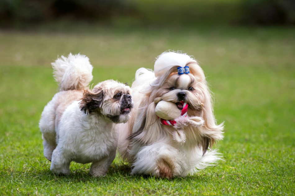 Shih Tzu dog socialization training Two Shih Tzu dogs playing together while learning to socializing
