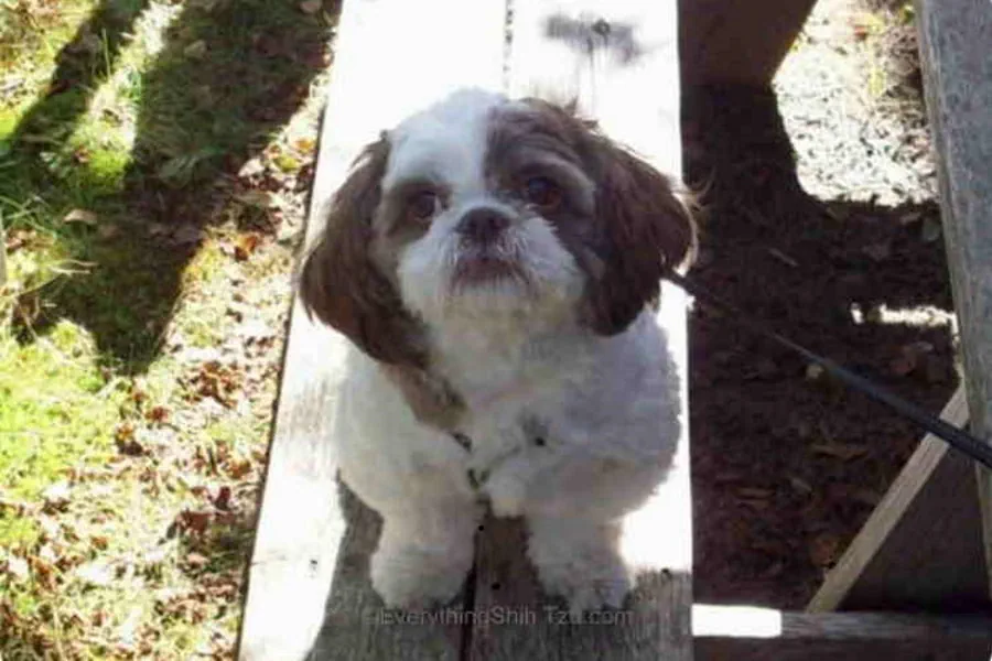 Liver Shih Tzu sitting on bench seat