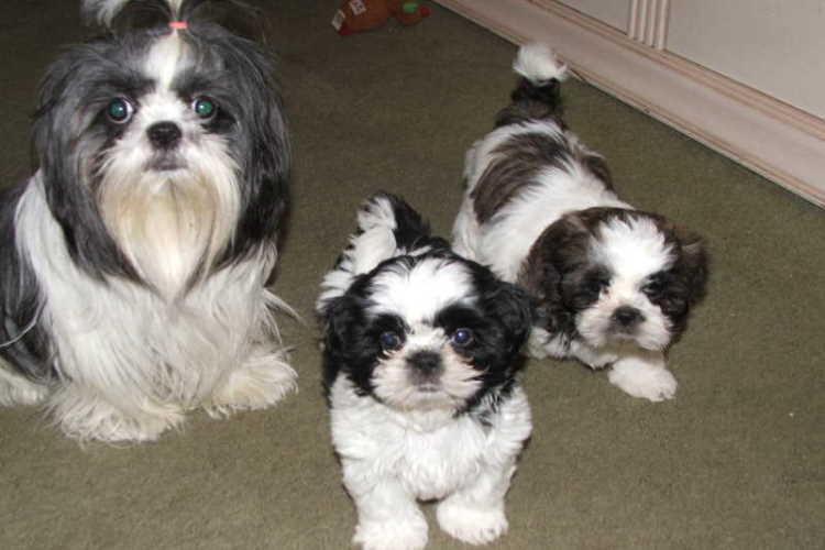 Shih Tzu adulto preto e branco e dois cachorrinhos preto e branco Shih Tzu.  Quando Shih Tzu está totalmente crescido?