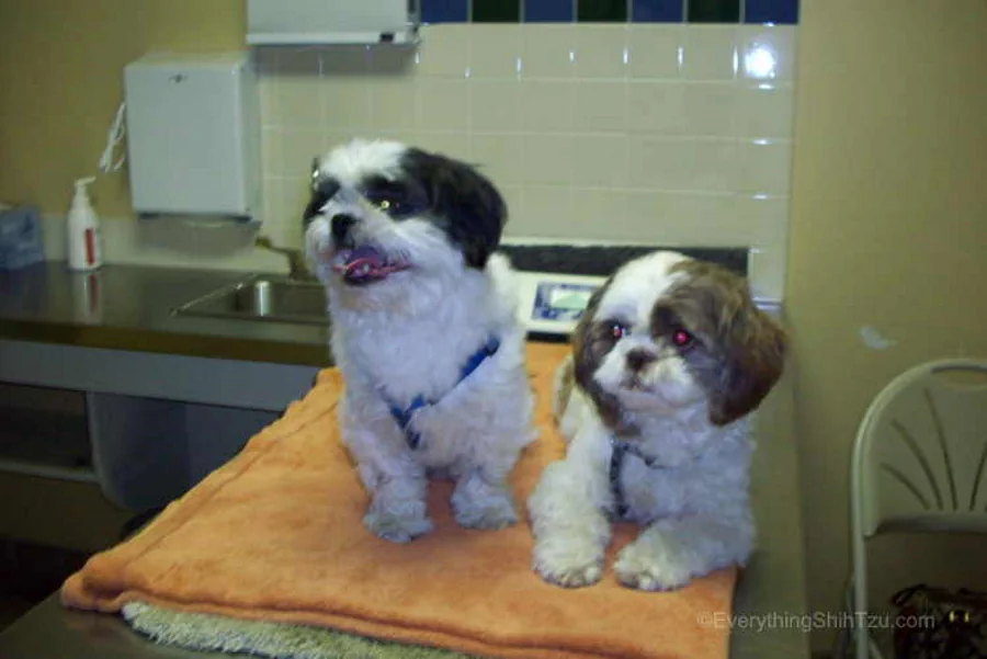 Two Shih Tzu (Rocky & Max) laying on a comfy blanket on a table at the Vets